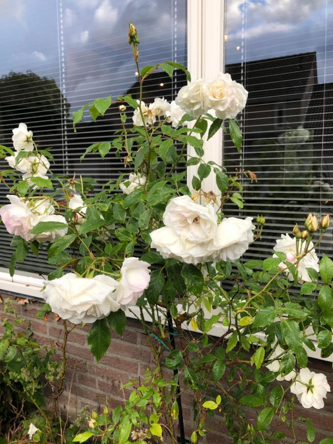 Vakantiewoning In Middelburg Zeeland Kültér fotó